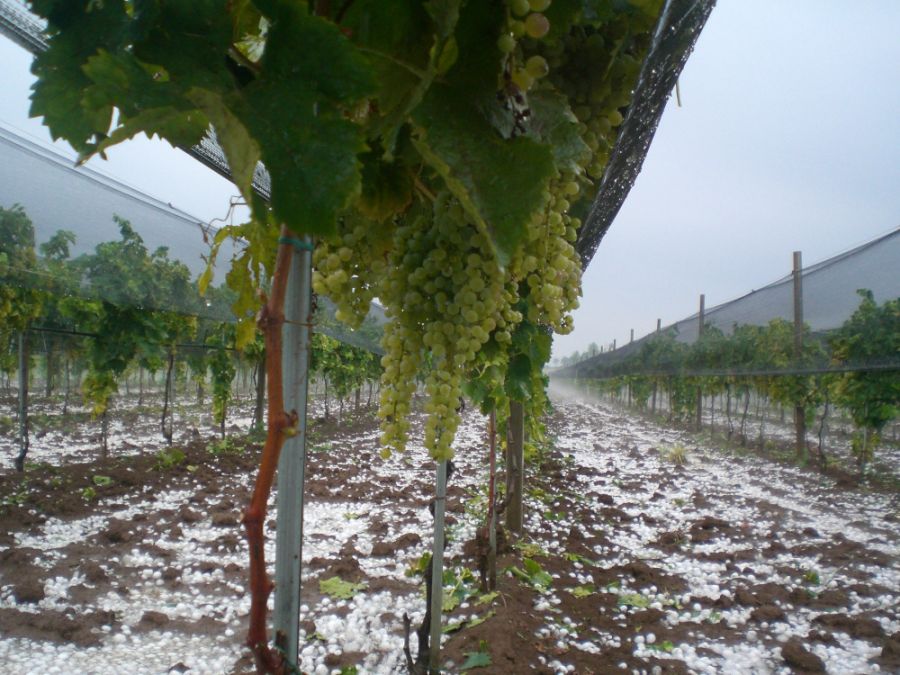 Un’esperienza trentennale nella produzione di reti antigrandine su vigneti