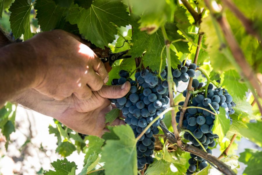Vini pensati per farsi ricordare