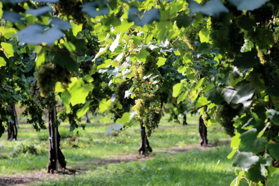Medaglia d’Oro al vino che ha fatto la storia del Piave