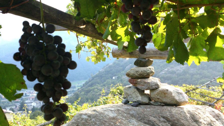 Viticoltura eroica per un Nebbiolo ad alta quota