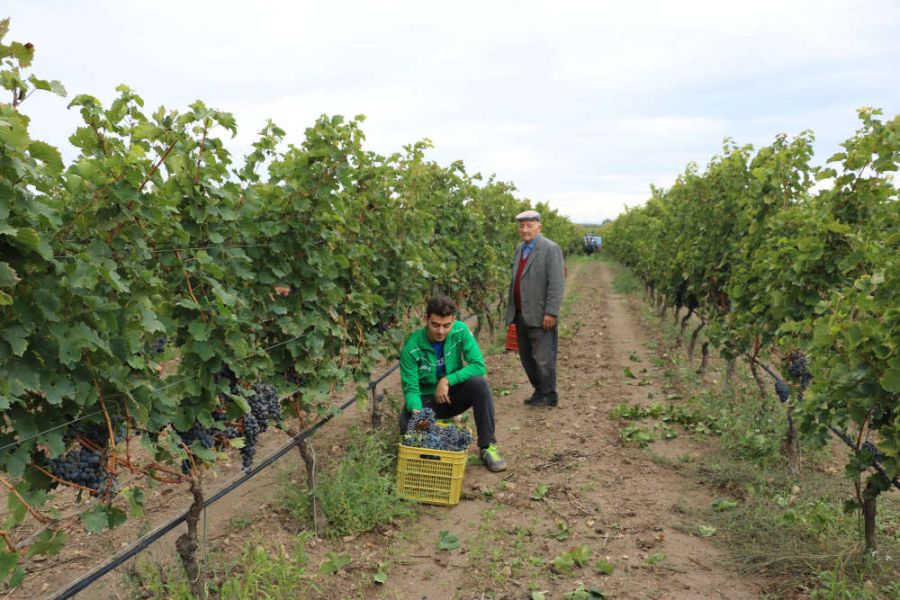Il rito della vendemmia