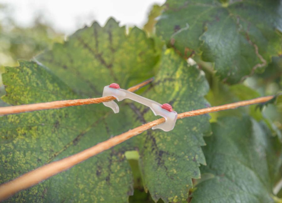 Soluzioni innovative per la viticoltura