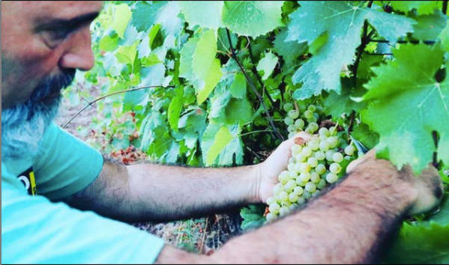 Vigneti nella sabbia del Sulcis, scolpiti dal vento