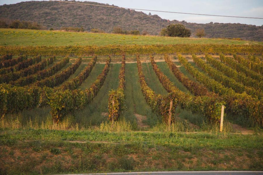 Il 2022 consolida il mercato della DOC Maremma Toscana
