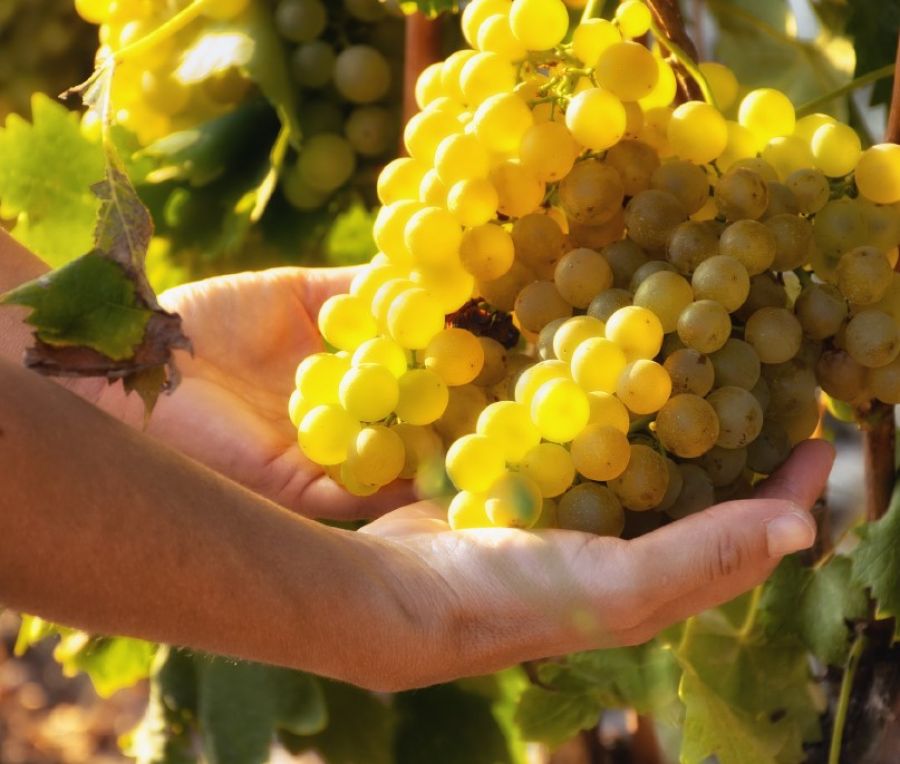 Vermentino di Sardegna: nell’isola il suo territorio d’elezione
