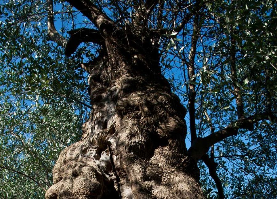Nasce la Scuola di Formazione “Città dell’Olio Master Camp”