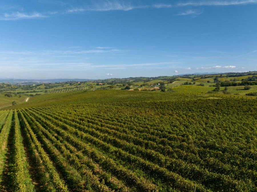 Terra del Ciliegiolo DOC e altri Ciliegioli d’Italia: al via la prima edizione