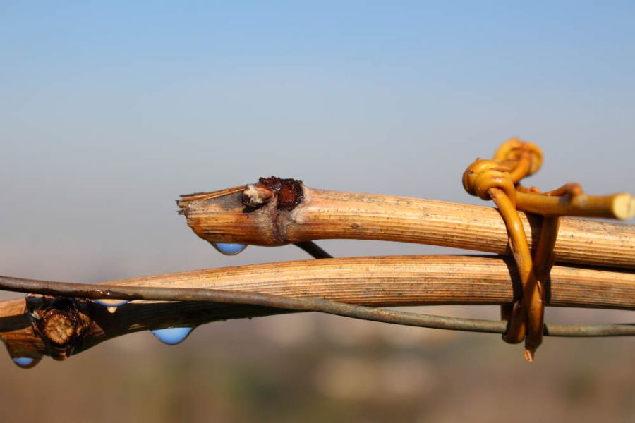 Il nostro obbiettivo è fare di buon vino una buona storia