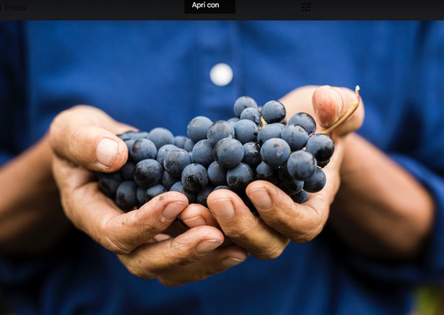 Vino: il Futuro è Biodinamico