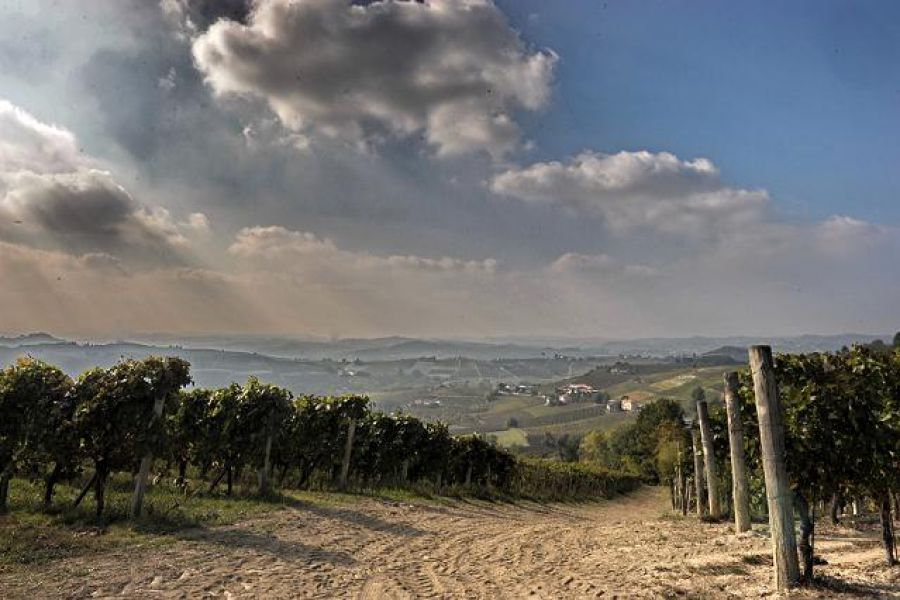 Cambiamenti climatici, è urgente più ricerca per il Vigneto Italia