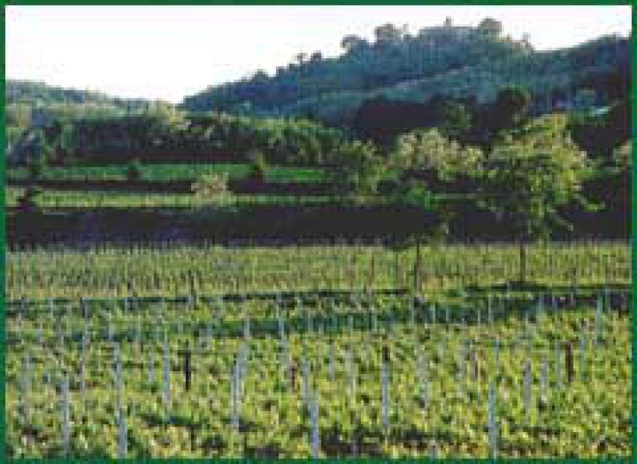 Sebino
