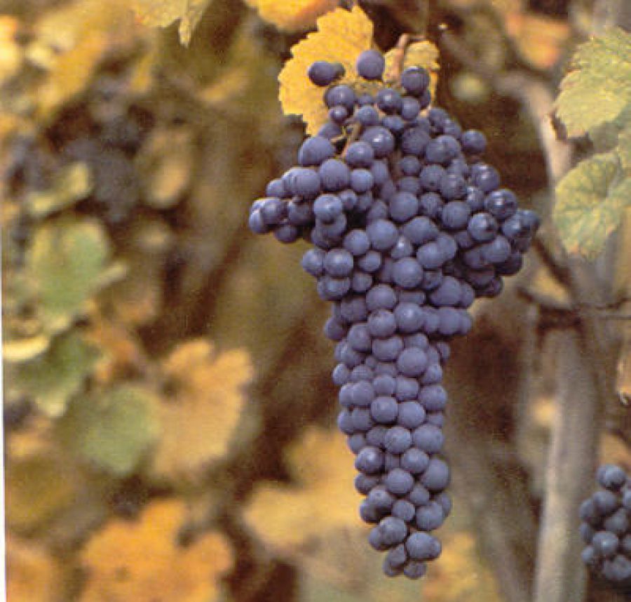 Casteggio
