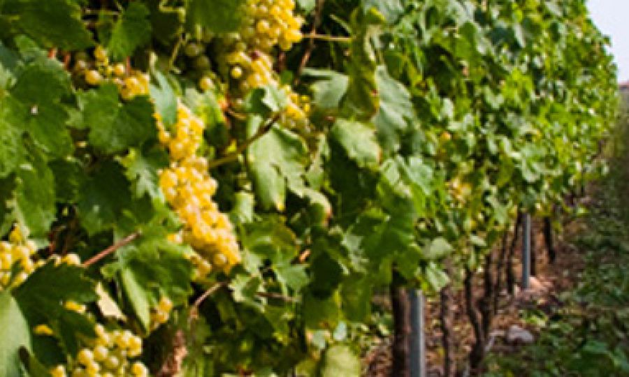 Bianco di Custoza o Custoza