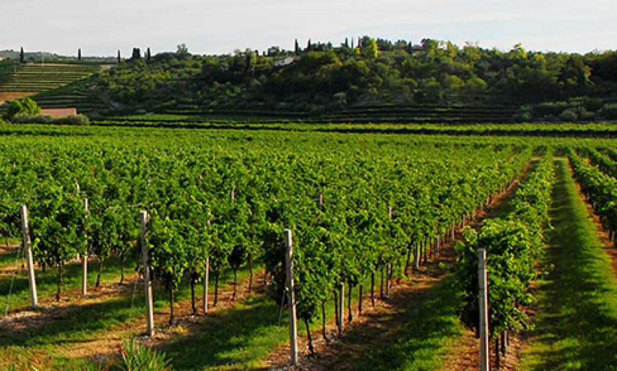 Verona o Provincia di Verona o Veronese