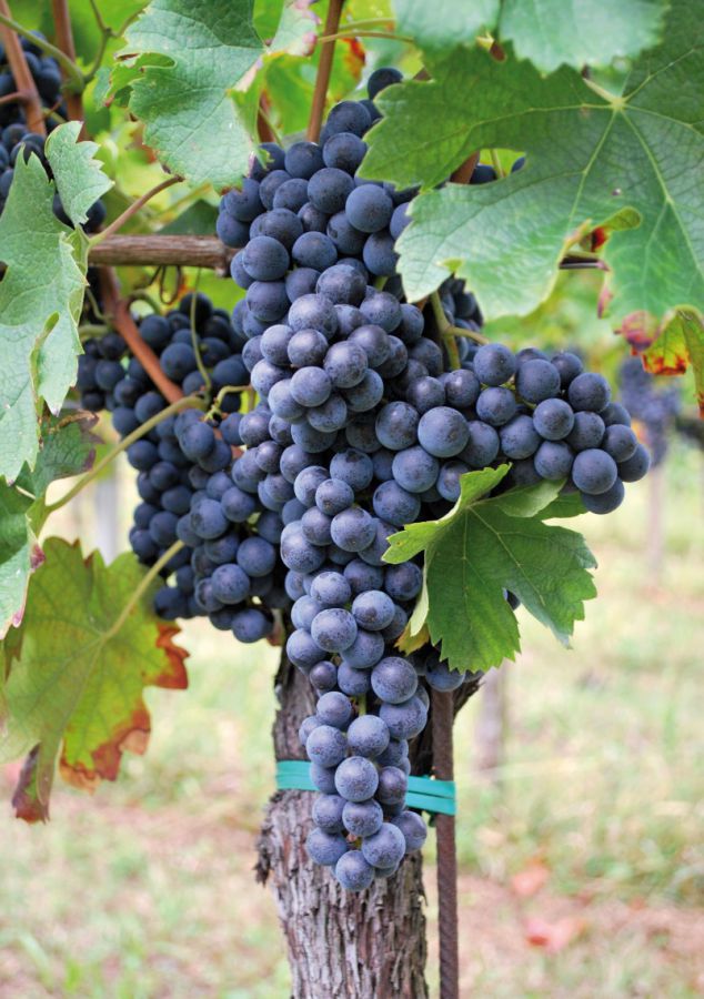 Montello Rosso o Montello
