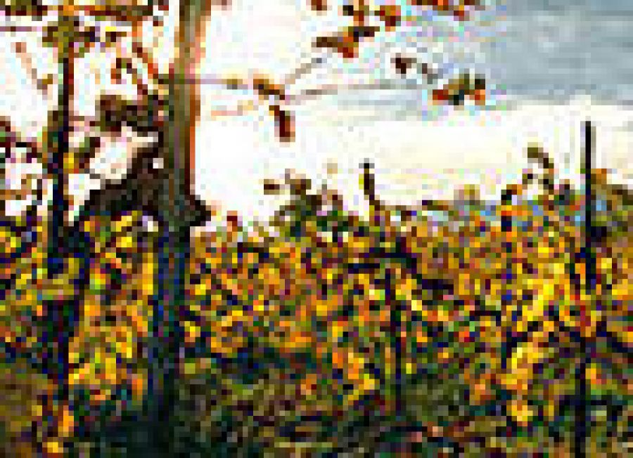 Friuli-Isonzo o Isonzo del Friuli