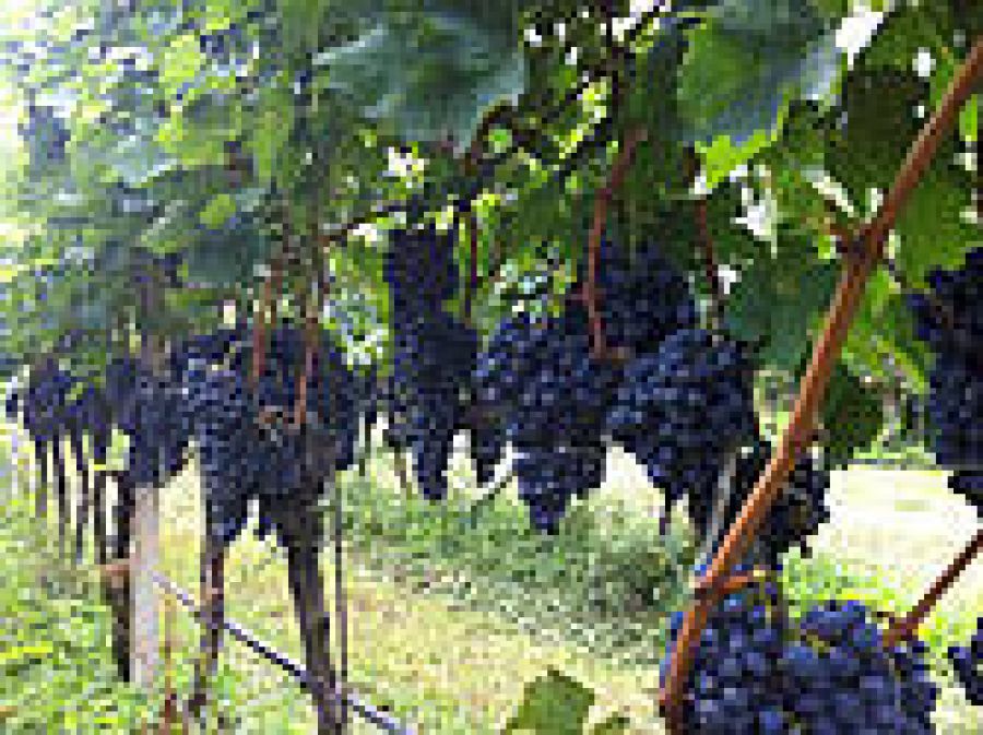 Friuli-Latisana