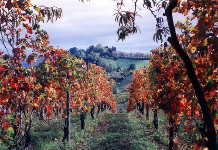 Ortrugo dei Colli Piacentini