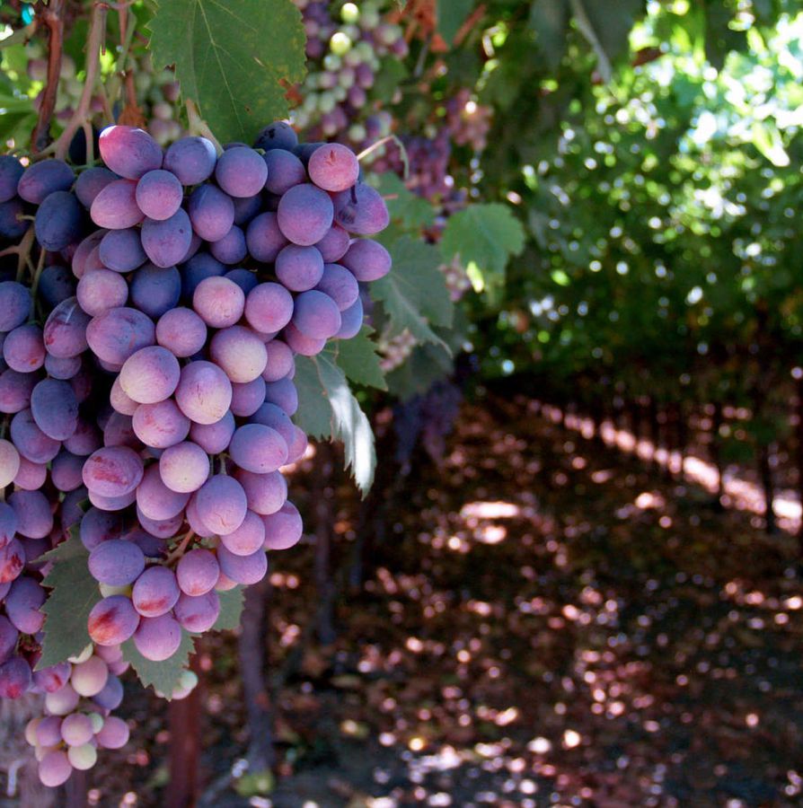 Gattinara