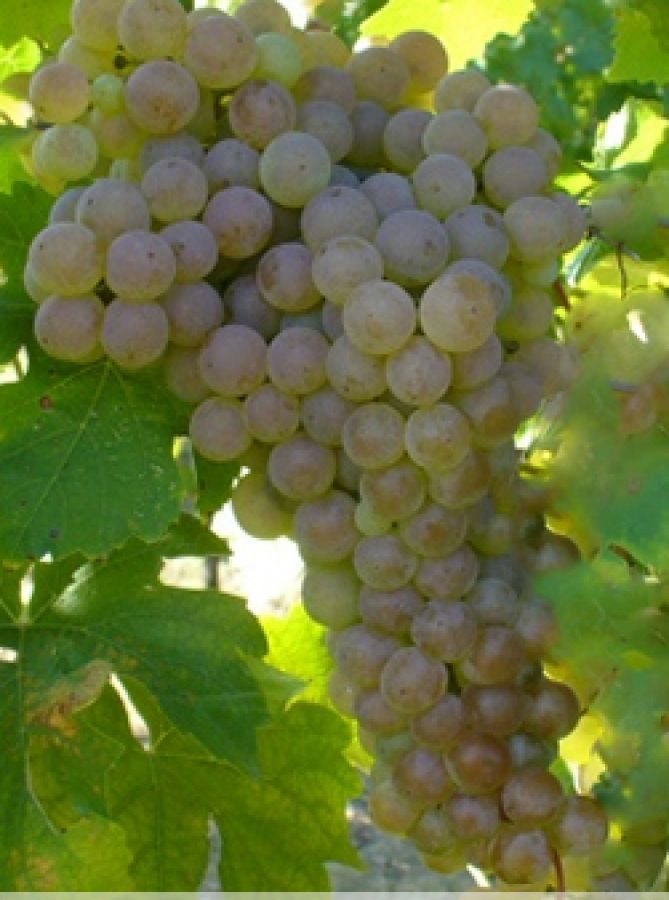 Terre di Veleja