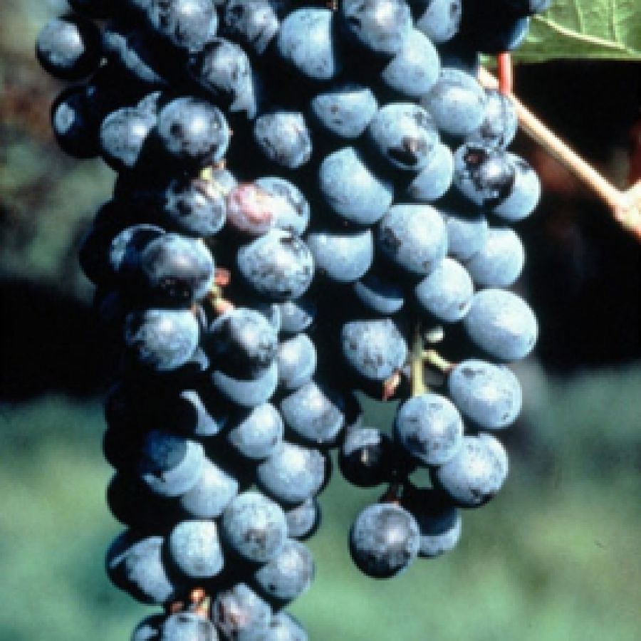 Lambrusco di Sorbara