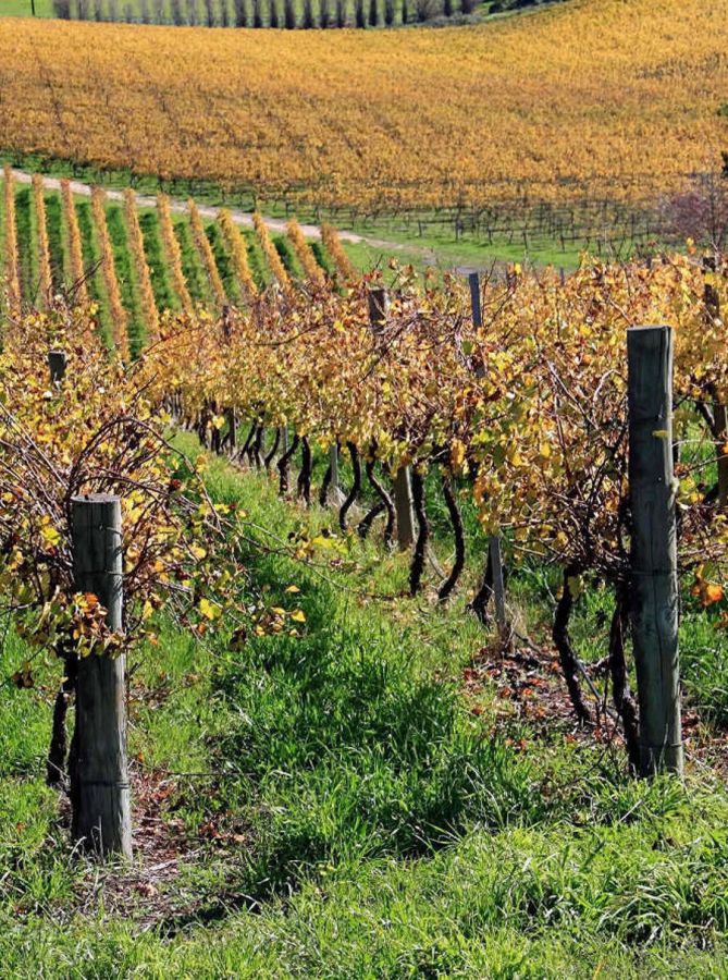 Colline Lucchesi