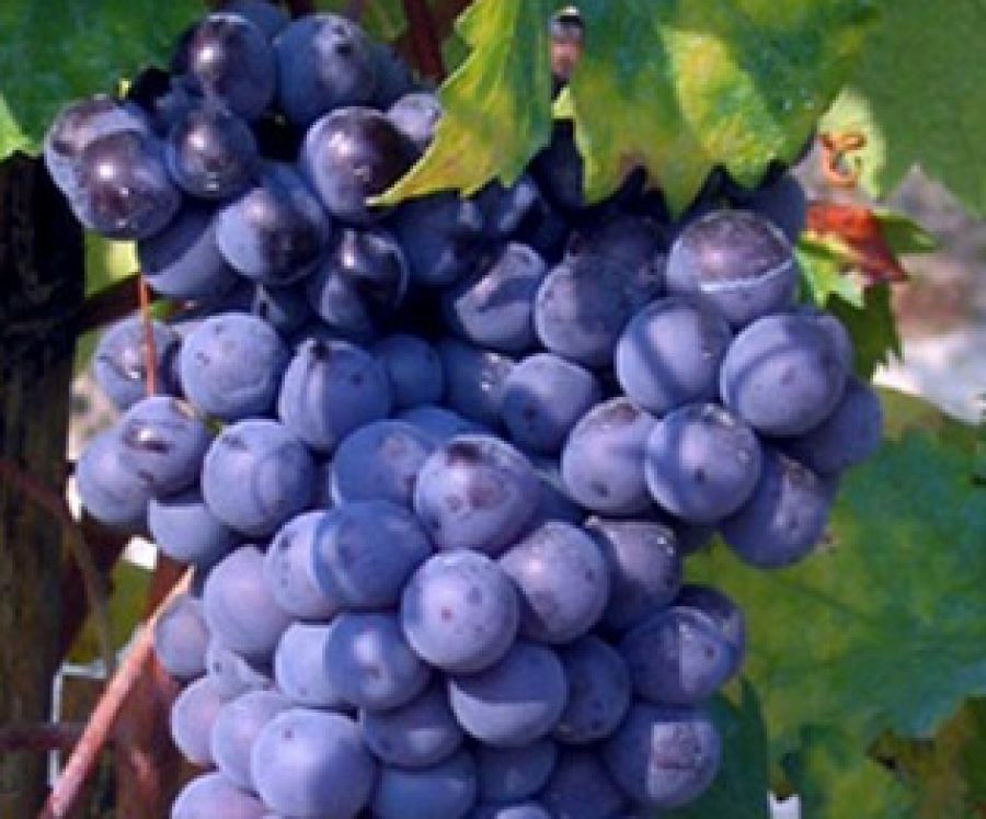 Grignolino del Monferrato Casalese