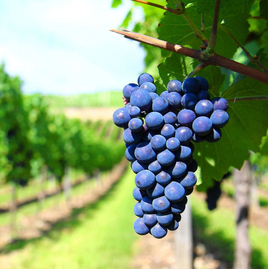 Montecucco Sangiovese