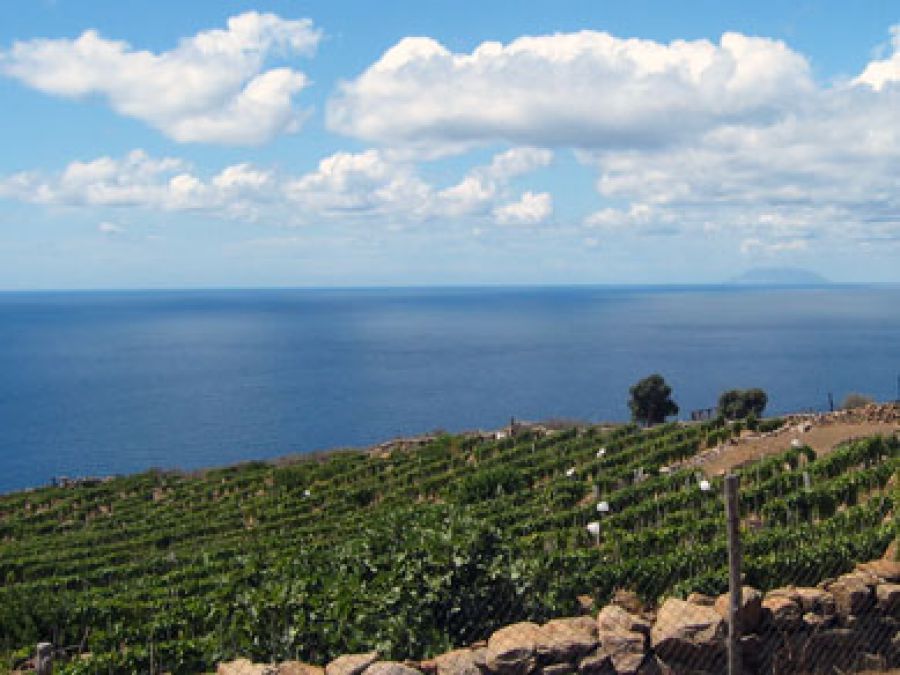 Ansonica Costa dell'Argentario