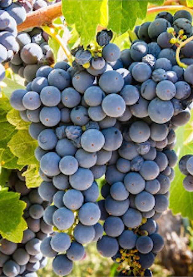 Vino Nobile di Montepulciano