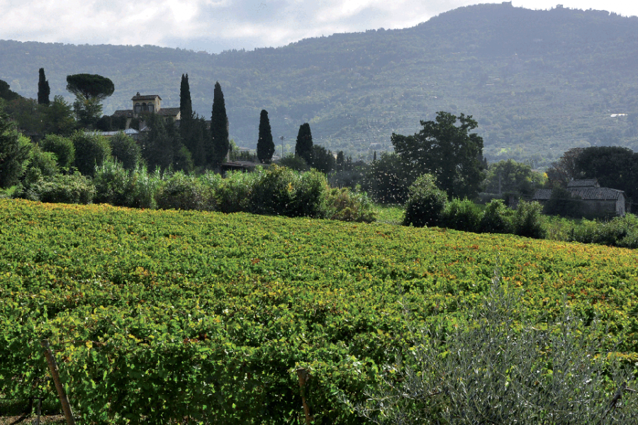 Cortona