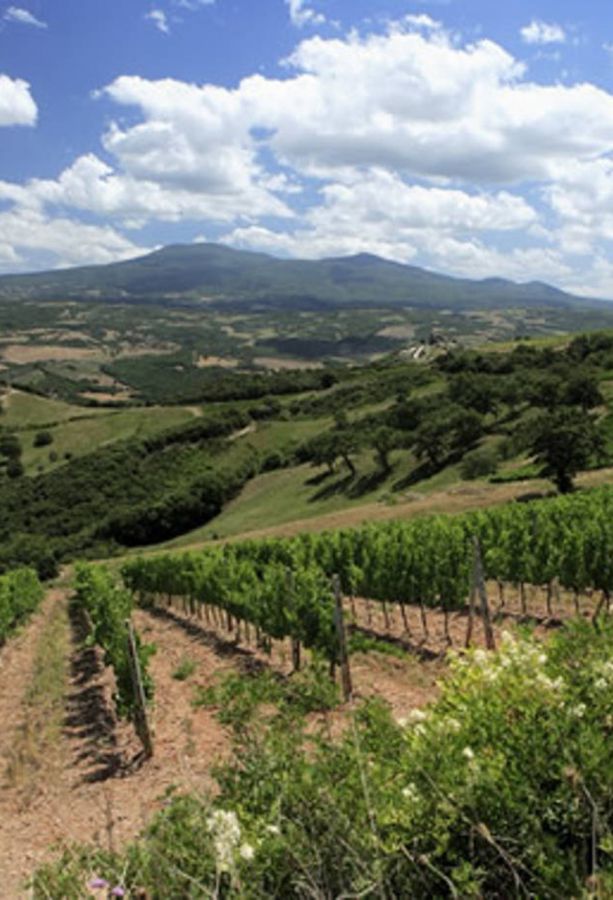 Rosso di Montalcino