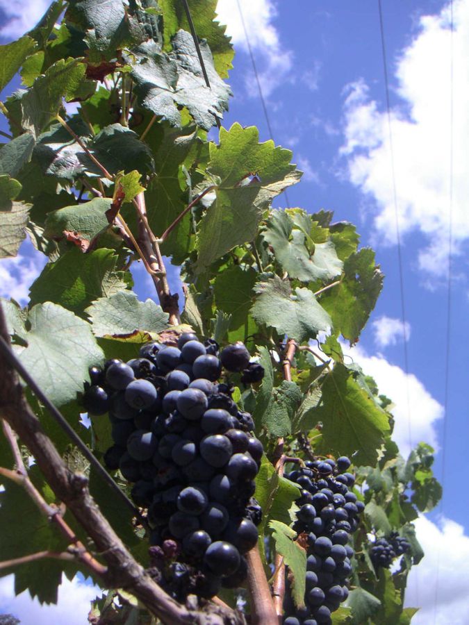 Chianti