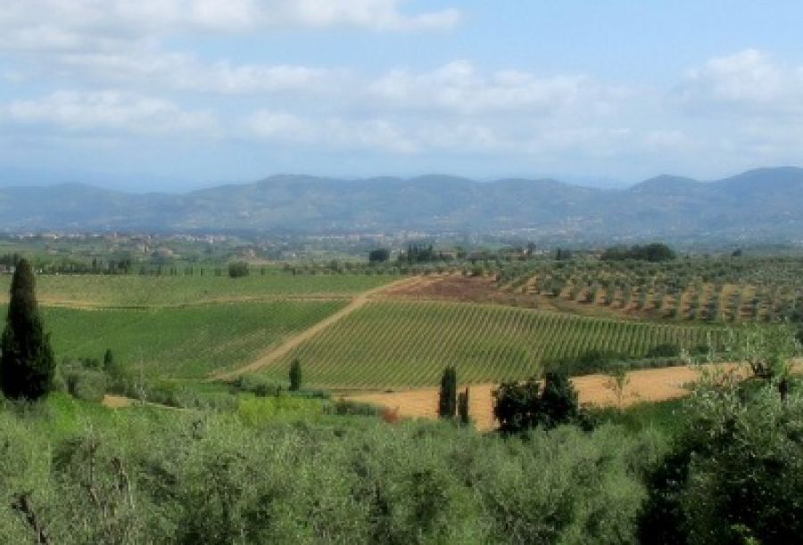 Bianco dell'Empolese