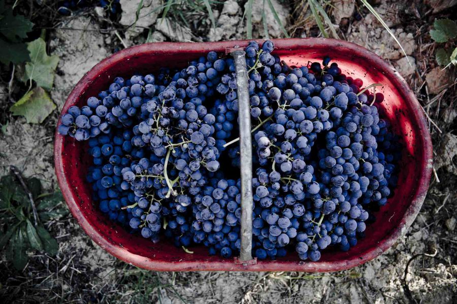 Barbera d'Asti