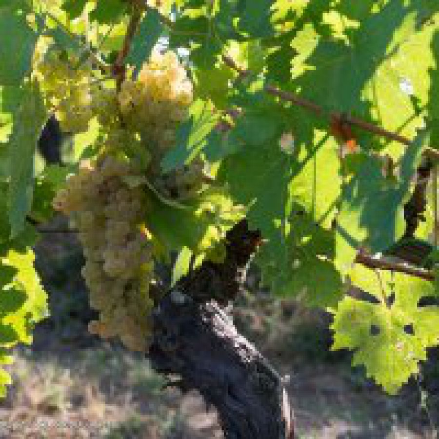Vin Santo del Chianti