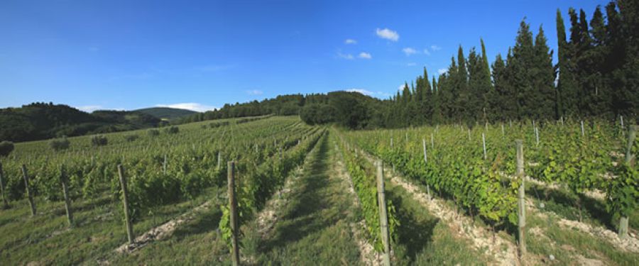 Marche