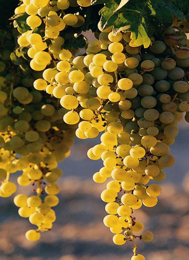 Verdicchio di Matelica