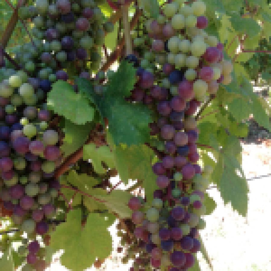 Dolcetto di Ovada Superiore o Ovada