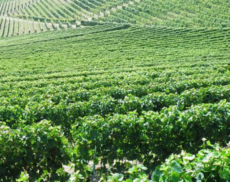 Colli Etruschi Viterbesi o Tuscia