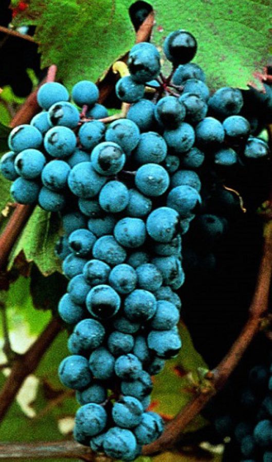 Dolcetto d'Acqui