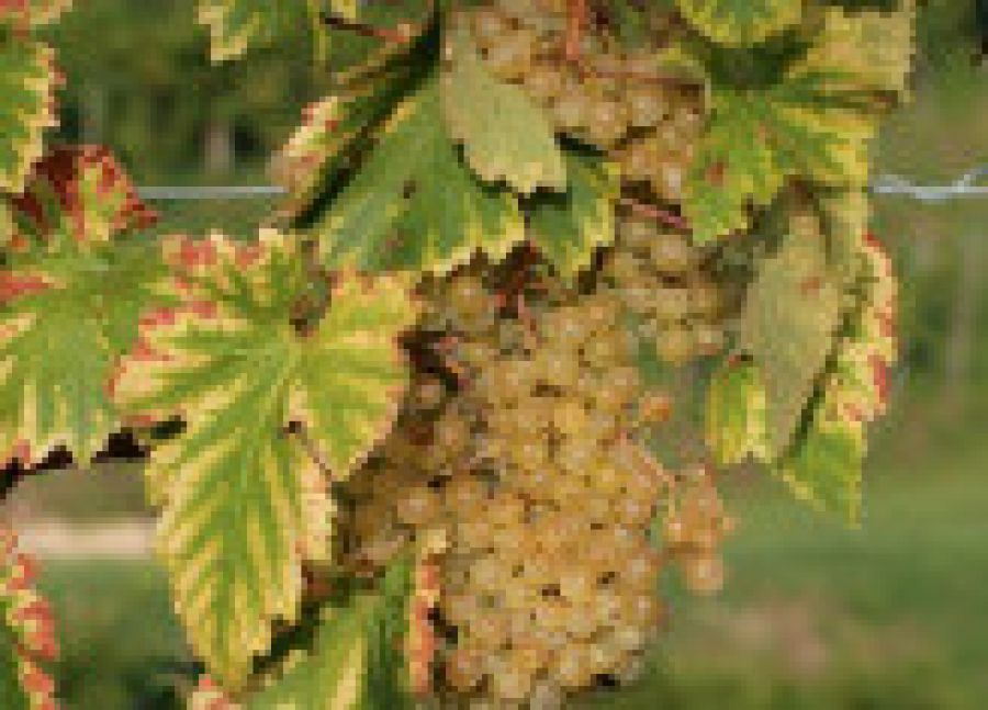 Cannellino di Frascati