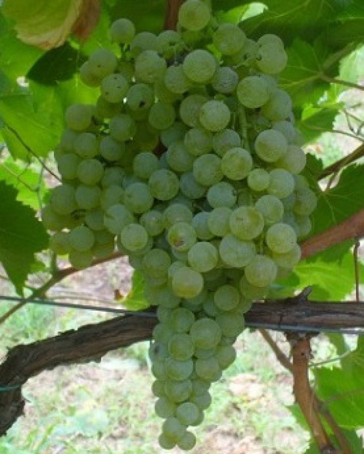 Colli Albani