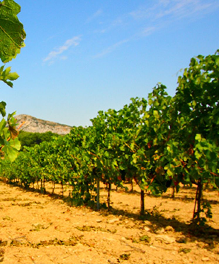 Colli Lanuvini