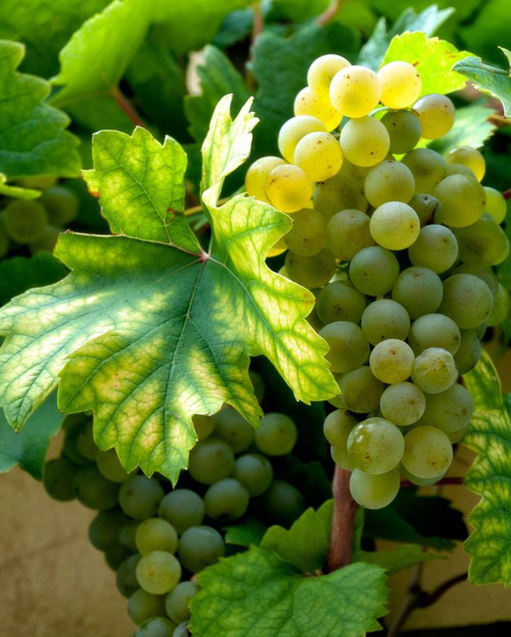 Frascati