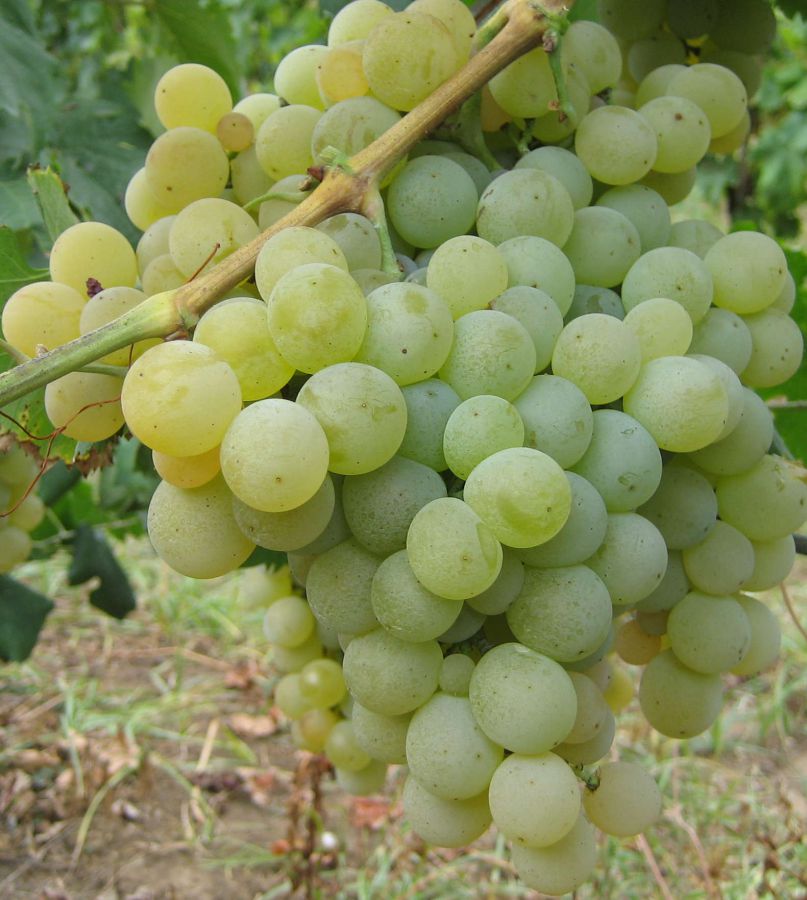 Zagarolo