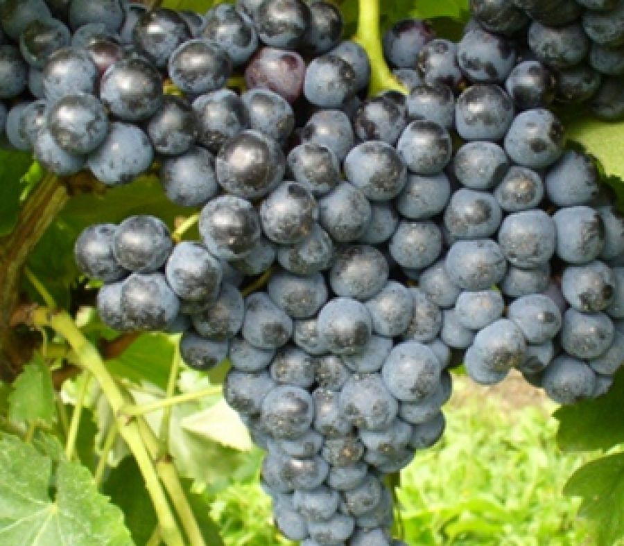 Genazzano
