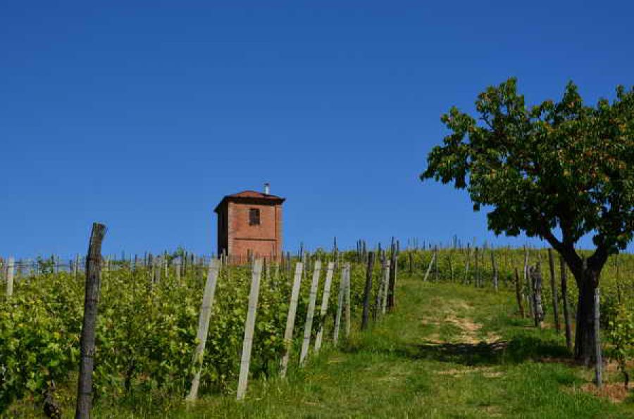 Grignolino d'Asti