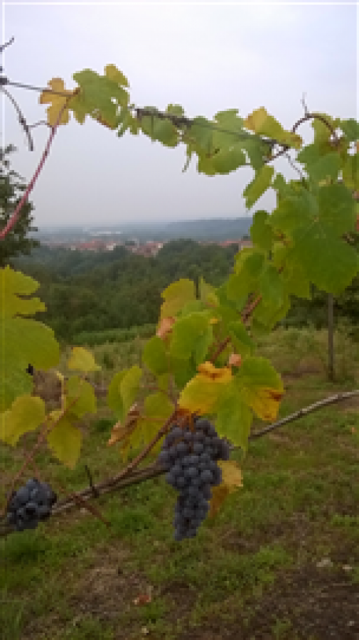 Bramaterra