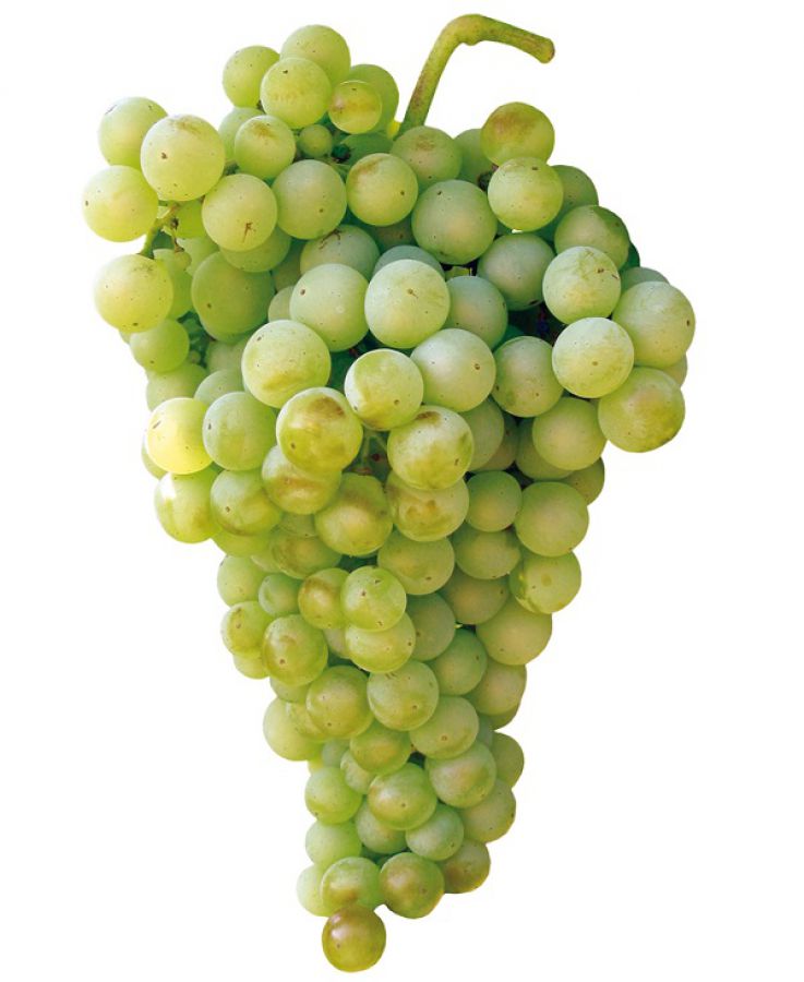 Fiano di Avellino